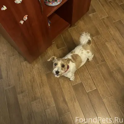 Пропала собака на улице Отрадная 21, могла убежать к магазину Дор Орс или в другую сторону