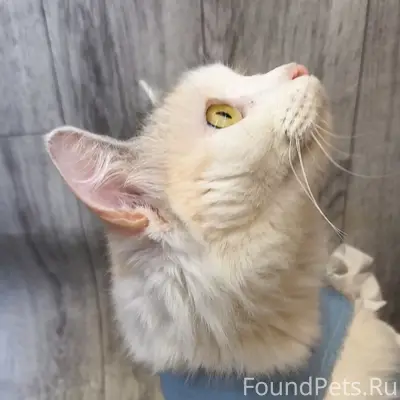 Найдена кошка, ул. Чоппа