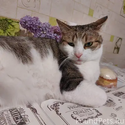 Пропал серо-белый кот район Боровки г.Барановичи