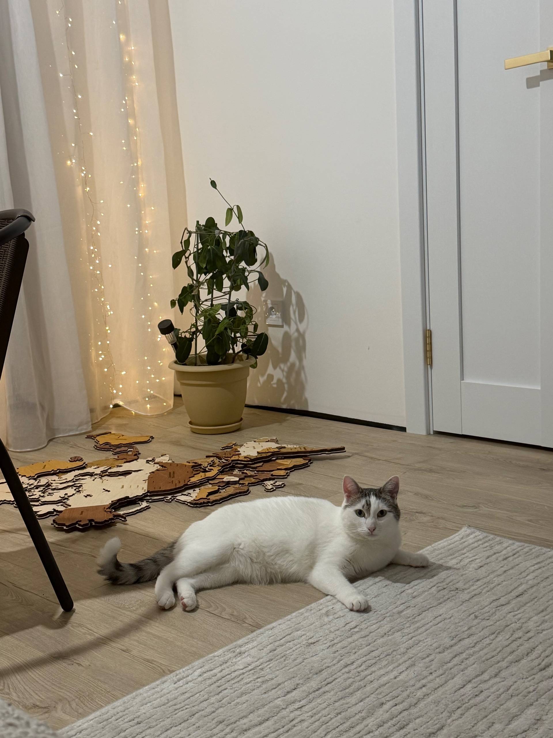 Пропал кот Тео, улица Гагарина