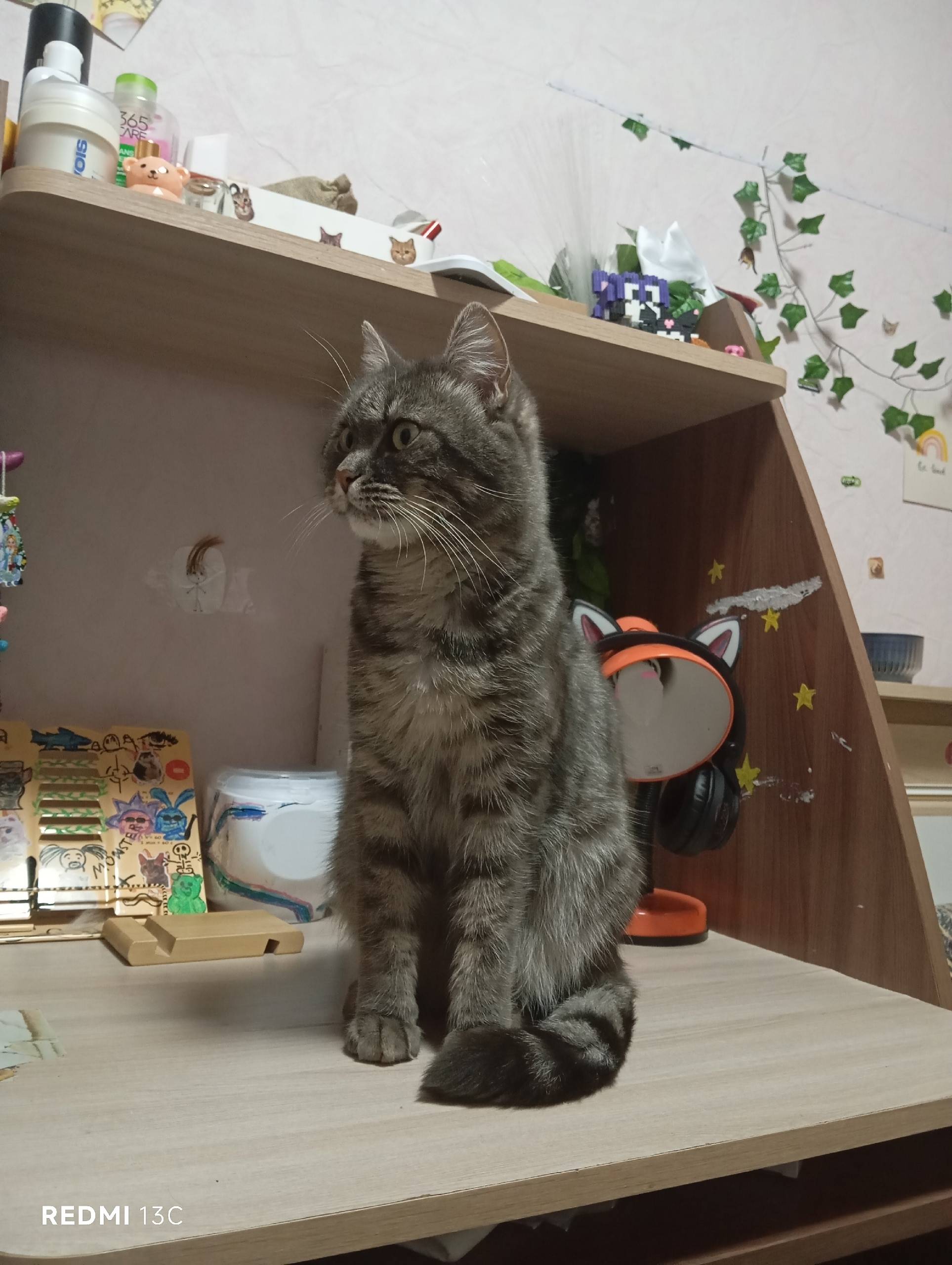 Пропала кошка, в районе магазина Светофор