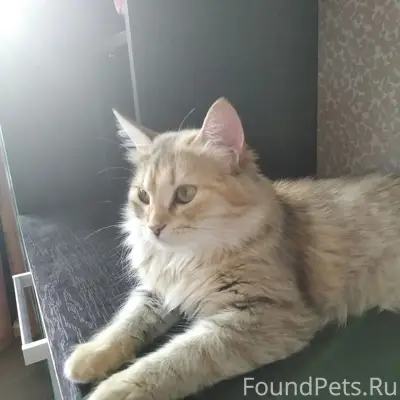 Пропала кошка Муся, ул. Вихрева 76