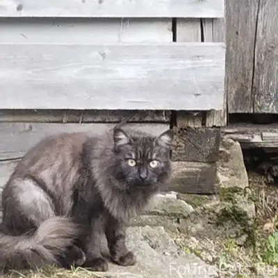 Найдена кошка, район црб