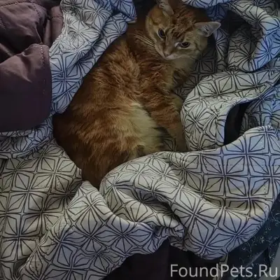 Пропал рыжий кот Лис, 3 линия
