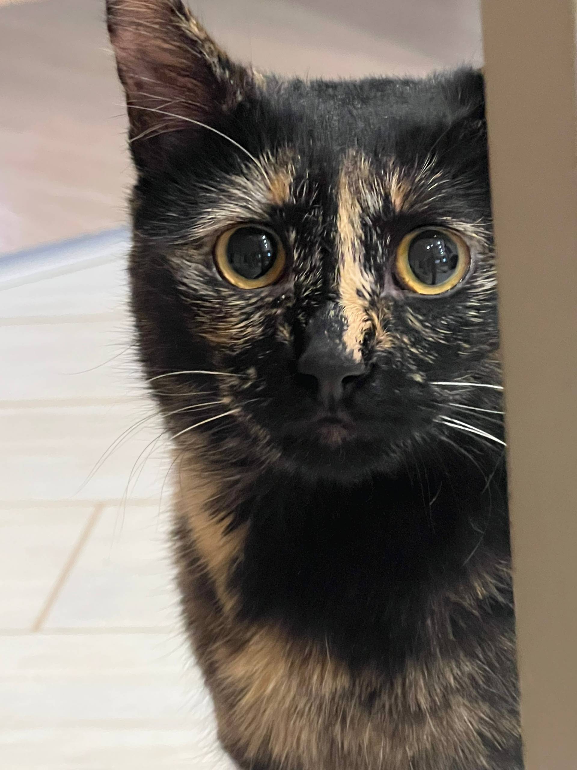Пропала кошка Боня, СНТ Костешево, Киржач