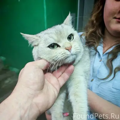 Найден кот, Советская