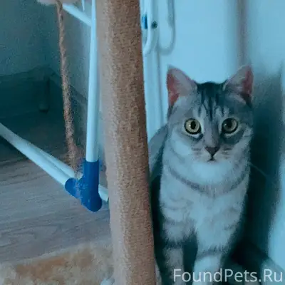 Пропала шотландская кошка Мелисса, Октябрьский проспект