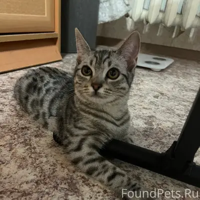 Найден котёнок, район Черемушек