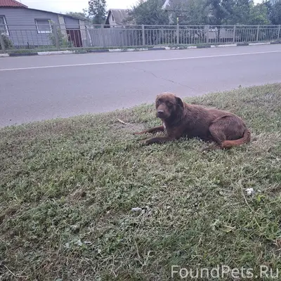 Пропала собака, Соцгородок