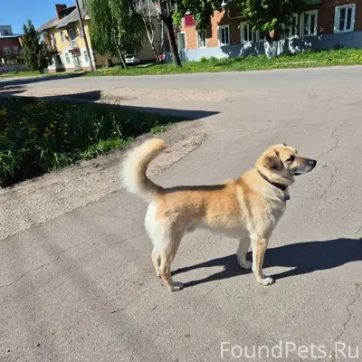 Пропал Василёк, собака
