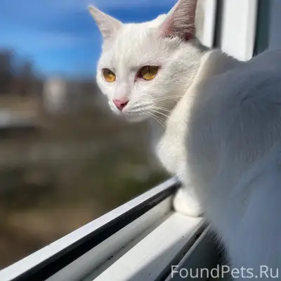 Пропала кошка, посёлок Коммунары