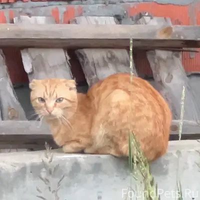 Найден вислоухий кот, Дракино Вилладж