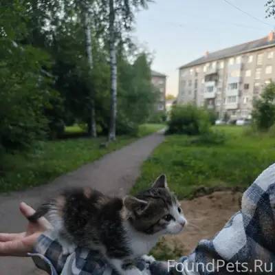 Найден котёнок, за д. 39 по ул. Чкалова