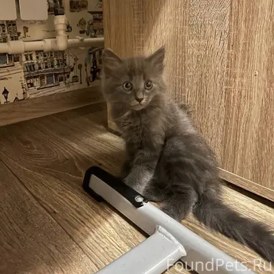 Найден котёнок, улица Пирогова