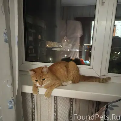 Найдена кошка, Белана 19