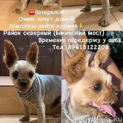 Найден кобель, похож на Йоркширского терьера, Северный