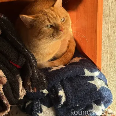 Пропала рыжая кошка
