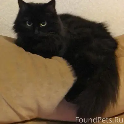 Пропал чёрный котик, Дьяконовская