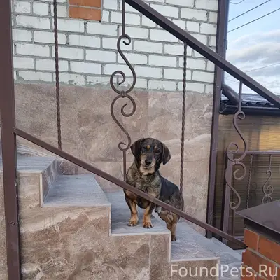 Пропала собака, Шибенцы