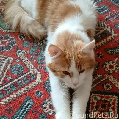 Найден кот Маркиз, Белгород