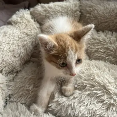 Найден котёнок, Красноуральск