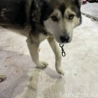 Пропал пёс, Сывороткино