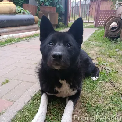 Найден тип собака, без породы и клички