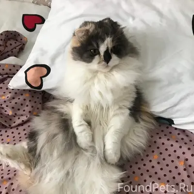 Пропала вислоухая кошка Маня, улица Низовая