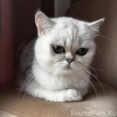 Пропала кошка Бася, ул. Садовая