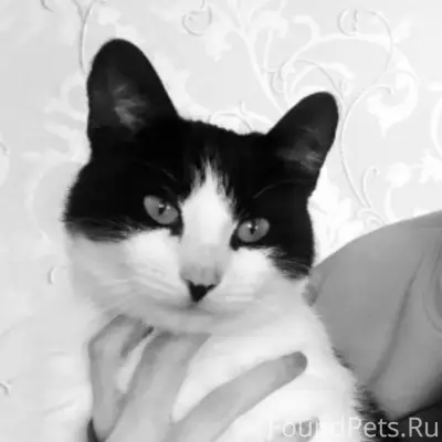 Пропал чёрно-белый кот Феликс, улица Комсомольская