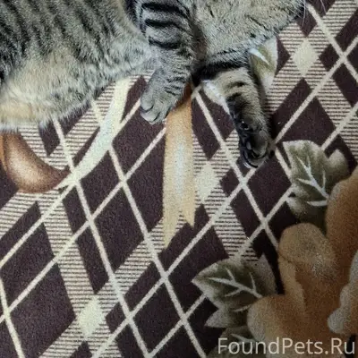 Пропал кот Марсик, Репина в майна