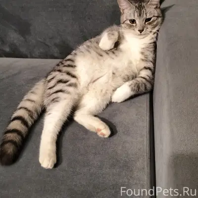 Пропала кошка, район Картонной