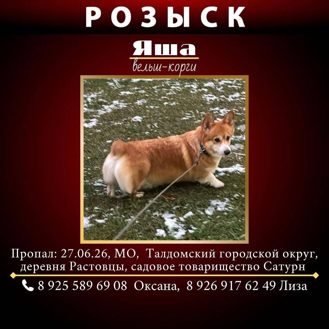 Пропал вельш-корги Яша, Московская область
