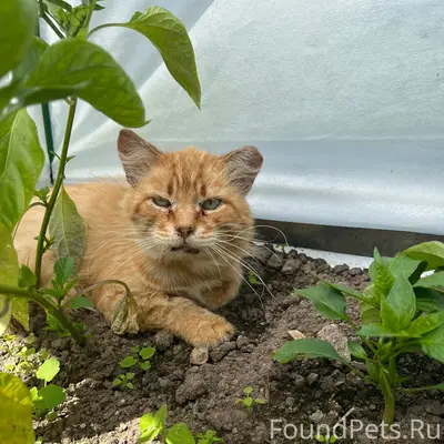 Найден кот, г. Кимры, ул. 2-я Бурковская