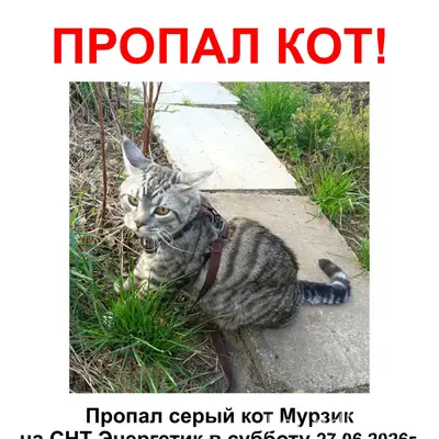 Пропал кот Мурзик, снт «Энергетик»
