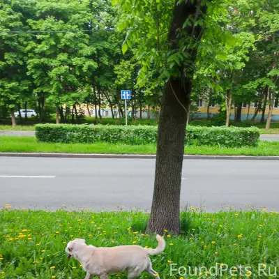 Пропал светло-рыжий пёс, заводоуправление, улица Бардина