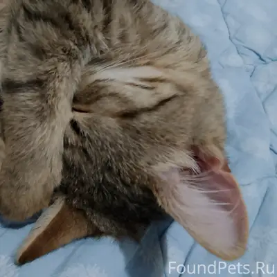 Пропала кошка Сатива, Кабалевского 13