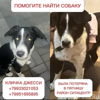 Пропала собака, Краснодар
