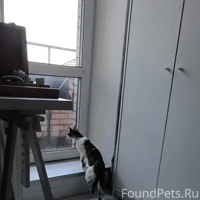 Пропала кошка, Приморский район