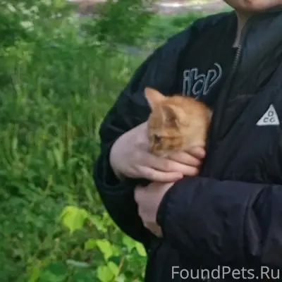 Найден котёнок, интернатовский посёлок
