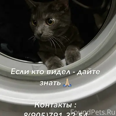 Пропал кот Симба, дом 16, 2 подъезд