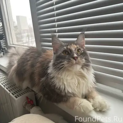 Пропала кошка Лиза, Юбилейная 8