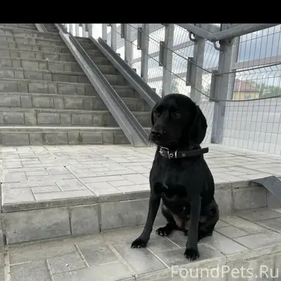 Найден тип собака, Боровое