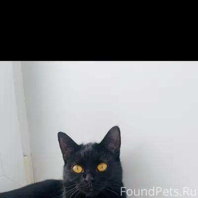Пропала кошка, район диатомового комбината