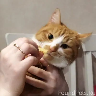 Пропал кот, свяжитесь по номеру 89063736084