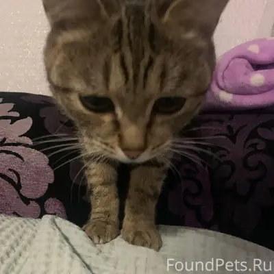 Пропала кошка Симба, Тюмень