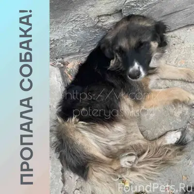Пропала собака Буша, Заводской район Саратова