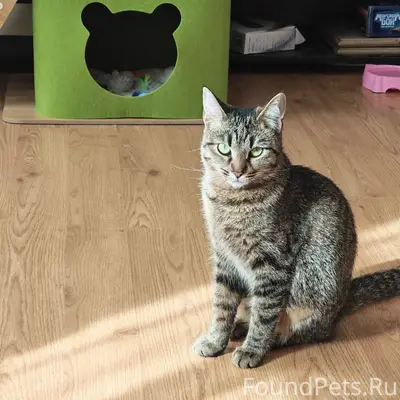 Пропала кошка
