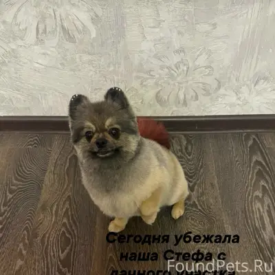 Пропала собака, крашеный оранжевый хвост, ошейник, дачный участок