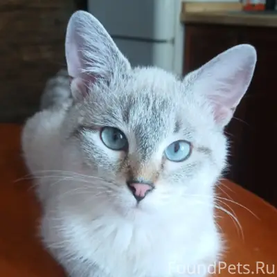 Пропала кошка, светлый окрас, ул. Гагарина